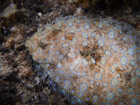 flounder fish|Fast Facts About Flounder .